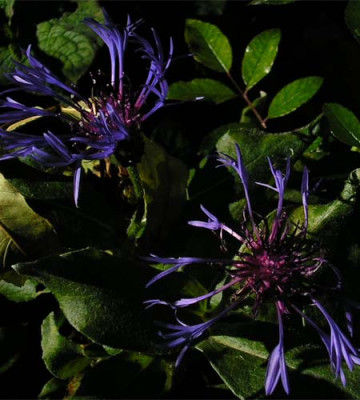 Centaurea_montana.JPG