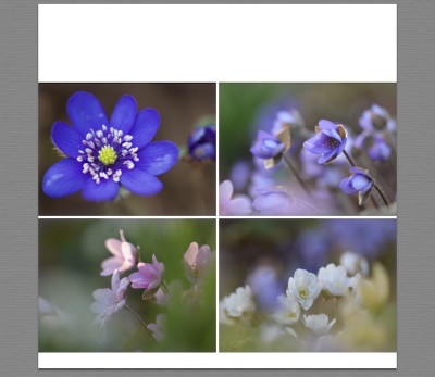 Leberblümchen.jpeg
