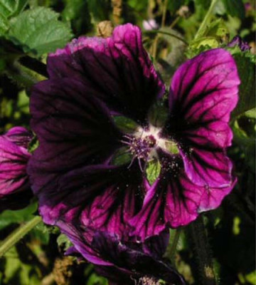 Malva_sylvestris_ssp._mauritana.jpg