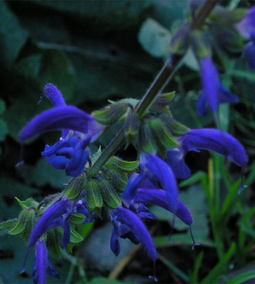 Salvia_pratensis.JPG