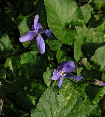 Viola_odorata_Konigin_Charoltte.JPG