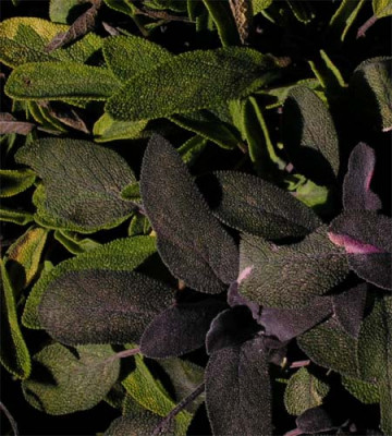 Salvia_off.purpurascens__Icterina.JPG