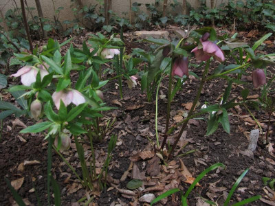 3helleorient.img.JPG
