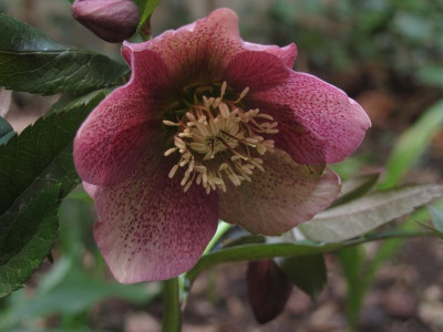 helleorientrosa1.img.JPG
