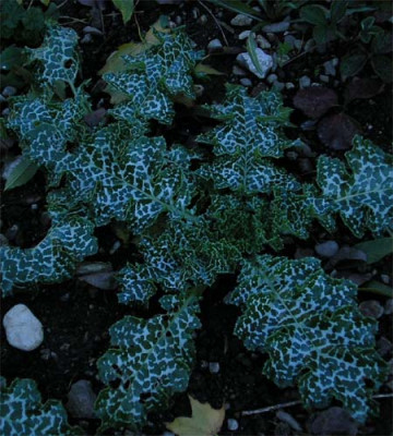 Silybum_marianum.JPG