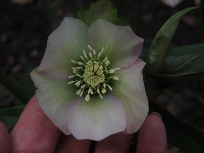 helleorientzartrosa1.img.JPG