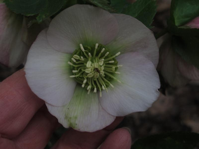 hellepurbluete.img.JPG