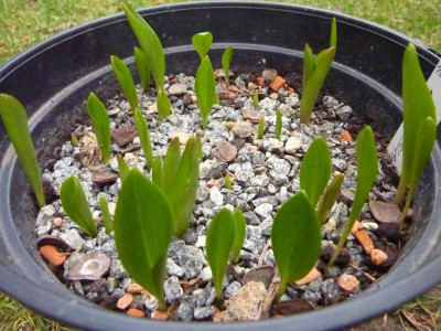Lilium monadelphum Sämlinge.jpg