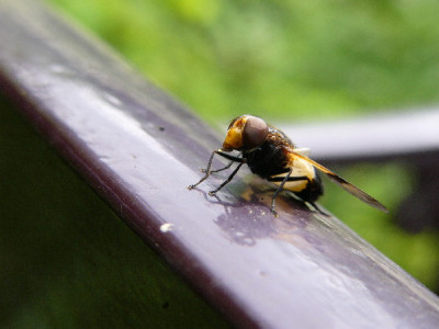 Hummel-Schwebfliege-1a.jpg