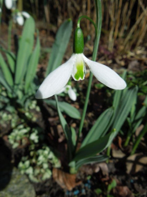 DSCN5118_klein.jpg