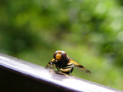 Hummel-Schwebfliege-2a.jpg