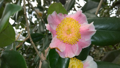 WP_20170313_009 Camellia japonica Kyo Nishiki.jpg