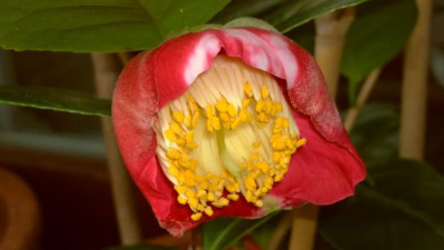WP_20170312_036 Camellia japonica Shuko-No-Tsuki.jpg