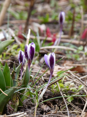 2017-03-13 Crocus 'Spring Beauty'.jpg