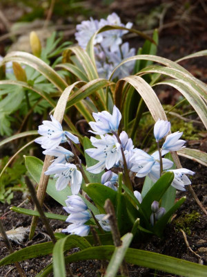 2017-03-13 Scilla miczenkoana.jpg