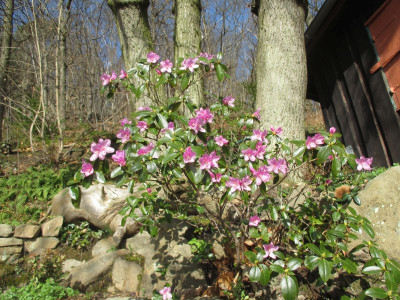 Rhododendron praecox 20170312_04.jpg