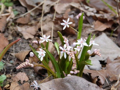 2017-03-13 Scilla bifolia 'Rosea'.jpg