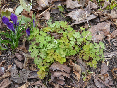 2017-03-13 Corydalis 'Korns Purple'.jpg