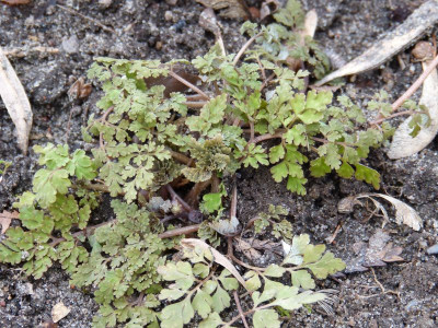 2017-03-13 Corydalis ''Lerchenzorn''.jpg