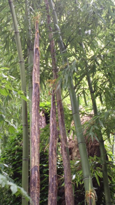 2013-07-01-2586 Phyllostachys vivax vegetus.jpg