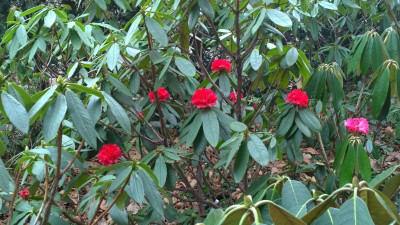 WP_20170313_005 Rhododendron argipeplum CHM3026.jpg