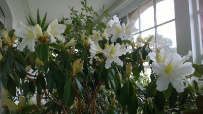 WP_20170313_004 Rhododendron veitchianum cubitti.jpg
