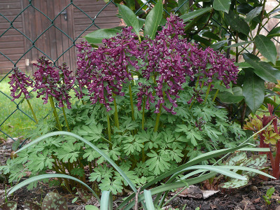 corydalis_dunkel.jpg