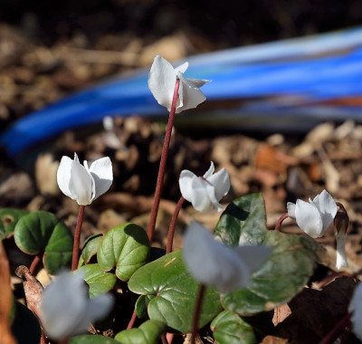 DSC_6783-Cyclamen coum ´alba`_004-1.jpg