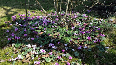 DSC_6786-Cyclamen coum_007-1.jpg