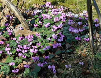 DSC_6814-Cyclamen coum_008-1.jpg