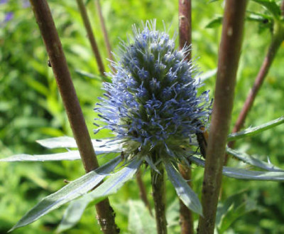 Distel_1_1_1.jpg