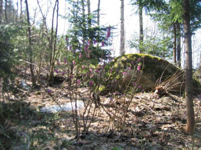 daphnemezereum.jpg
