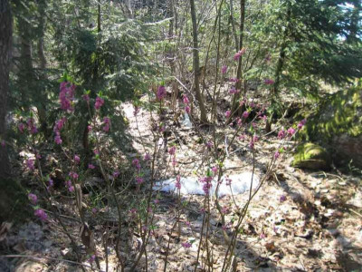 daphnemezereum1.jpg