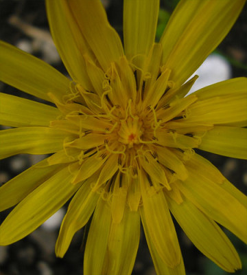 Wiesenbocksbart.JPG