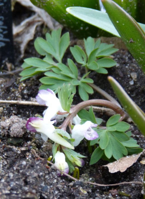 2017-03-14 Corydalis 'Bilbo'.jpg