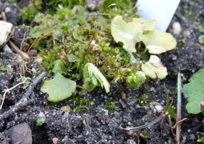 2017-03-14 Pteridophyllum racemosum.jpg