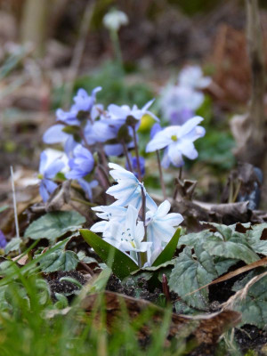 2017-03-14 Gartenimpressionen 1.jpg
