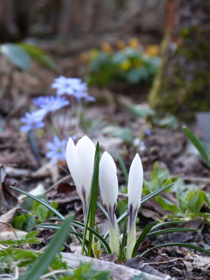 2017-03-14 Gartenimpressionen 3.jpg