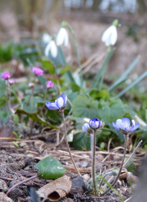 2017-03-14 Gartenimpressionen 4.jpg