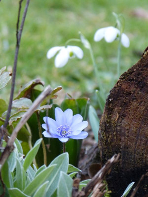 2017-03-14 Gartenimpressionen 6.jpg