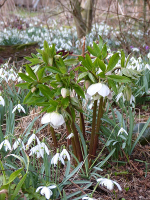 2017-03-14 Helleborus x hybridus 2.jpg