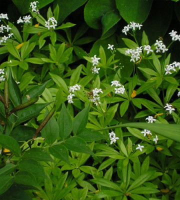 Waldmeister.JPG