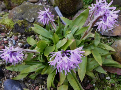 Heloniopsis japonica ...   14.3.17 015.jpg