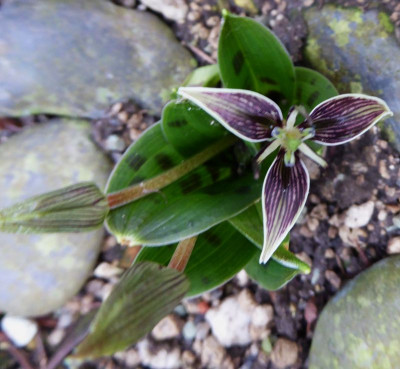 Scoliopus bigelovii ...   14.3.17 024.jpg