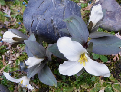 Trillium nivale ...   14.3.17 004.jpg