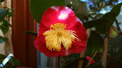 WP_20170315_044 Camellia japonica Shuko-No-Tsuki.jpg