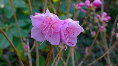 WP_20170315_029 Rhododendron mucronulatum' Cornell Pink'.jpg