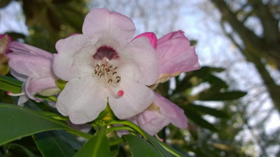 WP_20170315_032 Rhododendron praevernum.jpg