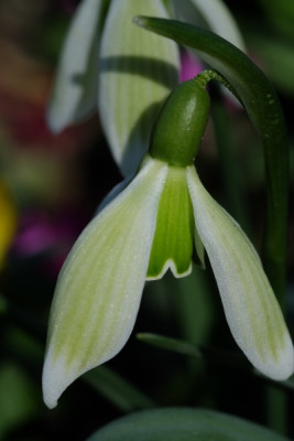 G.grüner Splitter 15.3..JPG