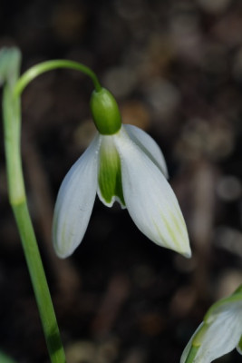G.Kildare 15.3..JPG